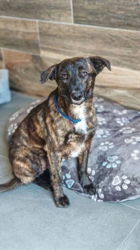 Matze,  5yo Mixed Breed for adoption at Ankerhunde e.V., Novi Grad