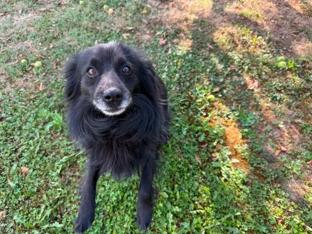 Rio,  senior Mixed Breed for adoption at Ankerhunde e.V., Novi Grad