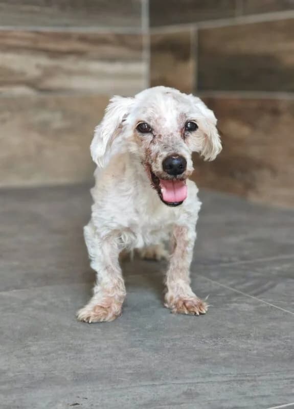 Nox,  senior Mixed Breed for adoption at Ankerhunde e.V., Novi Grad