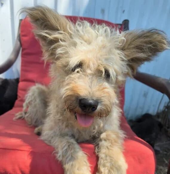 Bibbi, female Mixed Breed for adoption at Ankerhunde e.V., Novi Grad