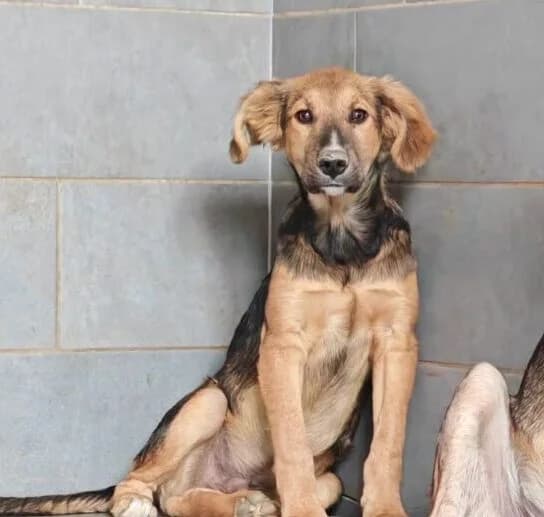 Odin,  puppy Mixed Breed for adoption at Ankerhunde e.V., Novi Grad