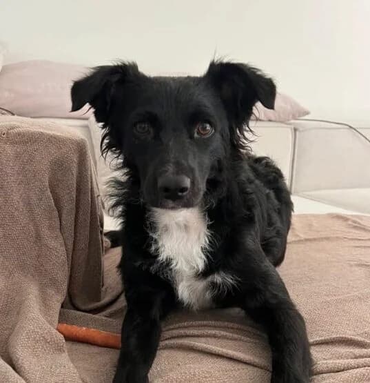 Änni, female 5yo Mixed Breed for adoption at Ankerhunde e.V., Novi Grad
