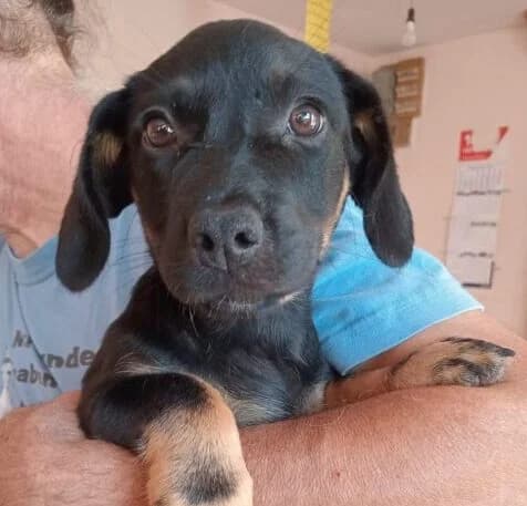 Alma,  puppy Mixed Breed for adoption at Ankerhunde e.V., Novi Grad