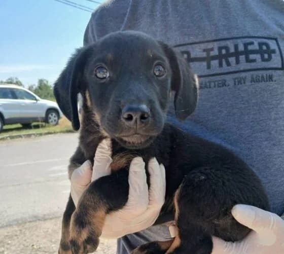 Juri,  puppy Mixed Breed for adoption at Ankerhunde e.V., Novi Grad