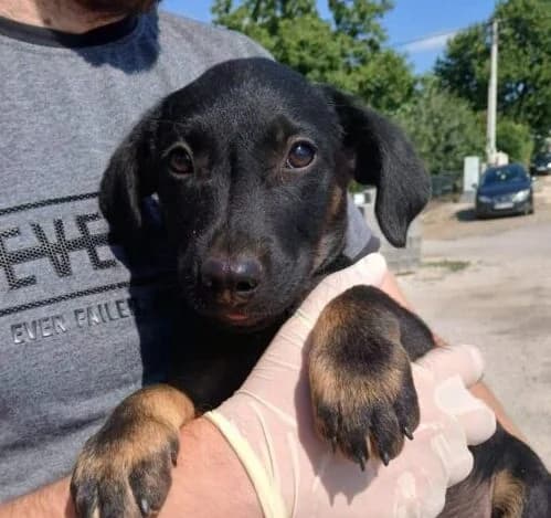 Jari,  puppy Mixed Breed for adoption at Ankerhunde e.V., Novi Grad