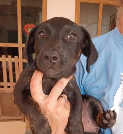 Taisiya,  puppy Mixed Breed for adoption at Ankerhunde e.V., Novi Grad