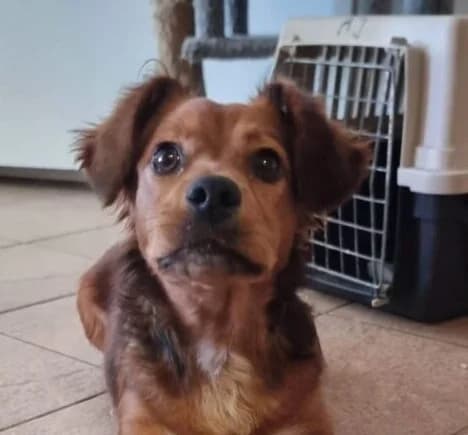 Lissi,  6yo Mixed Breed for adoption at Ankerhunde e.V., Novi Grad