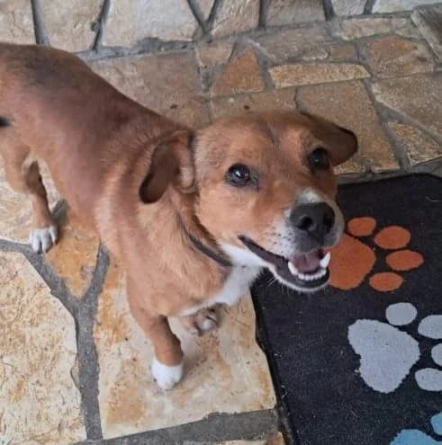 Burli, male young Mixed Breed for adoption at Ankerhunde e.V., Novi Grad