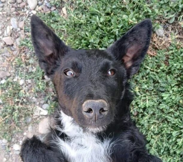 Henry,  puppy Mixed Breed for adoption at Ankerhunde e.V., Novi Grad