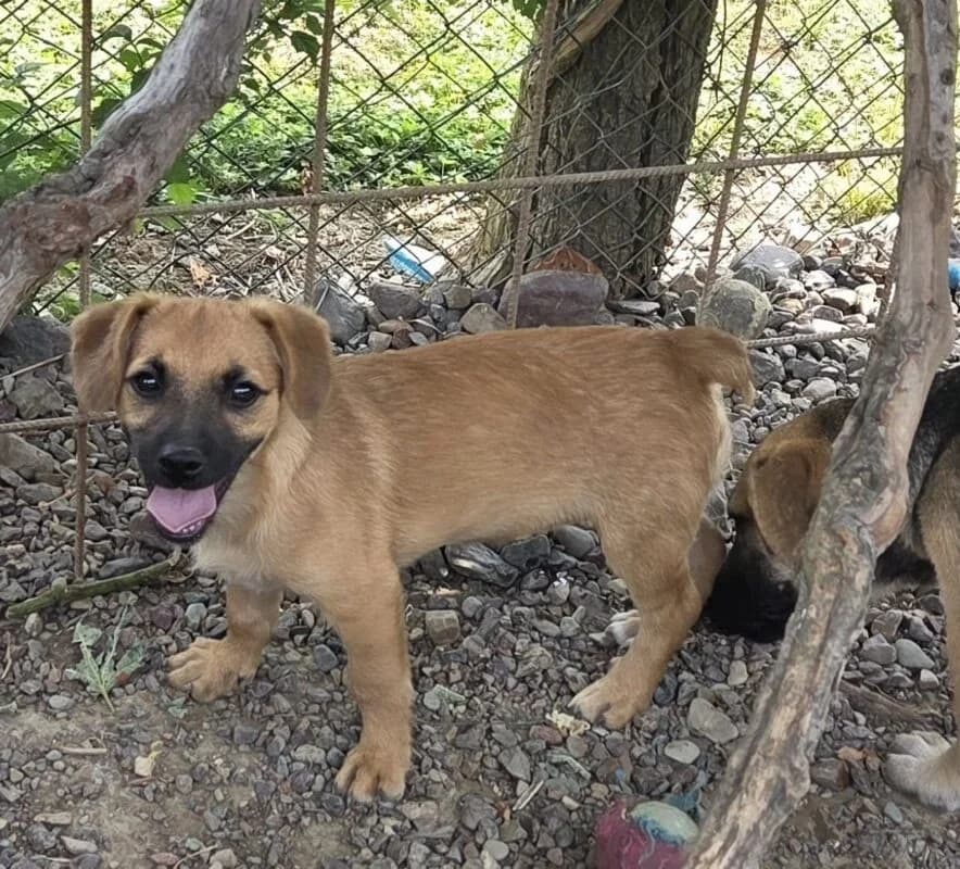 Sidney, female puppy Mixed Breed for adoption at Ankerhunde e.V., Novi Grad