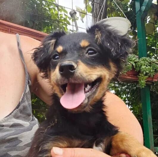 Taro,  puppy Mixed Breed for adoption at Ankerhunde e.V., Novi Grad