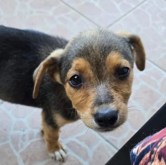 Mirsada,  puppy Mixed Breed for adoption at Ankerhunde e.V., Novi Grad