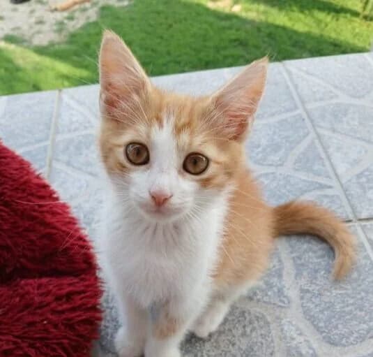 Garfield, male puppy Mixed Breed for adoption at Ankerhunde e.V., Novi Grad
