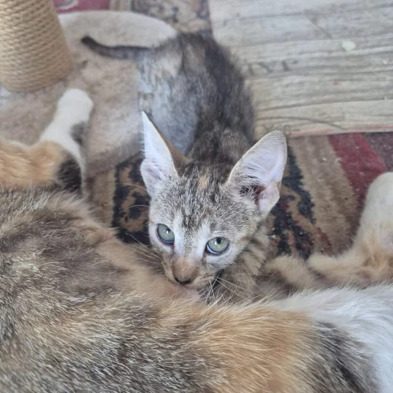 Tigra,  puppy Mixed Breed for adoption at Ankerhunde e.V., Novi Grad