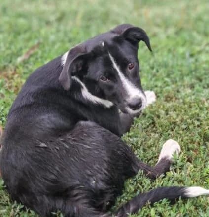 Layla,  puppy Mixed Breed for adoption at Ankerhunde e.V., Novi Grad