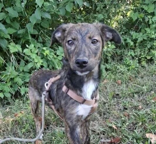 Leonie, Mixed Breed (Ankerhunde e.V.)
