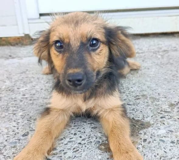 Mausi, Mixed Breed (Ankerhunde e.V.)