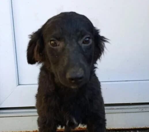 Momo,  puppy Mixed Breed for adoption at Ankerhunde e.V., Novi Grad