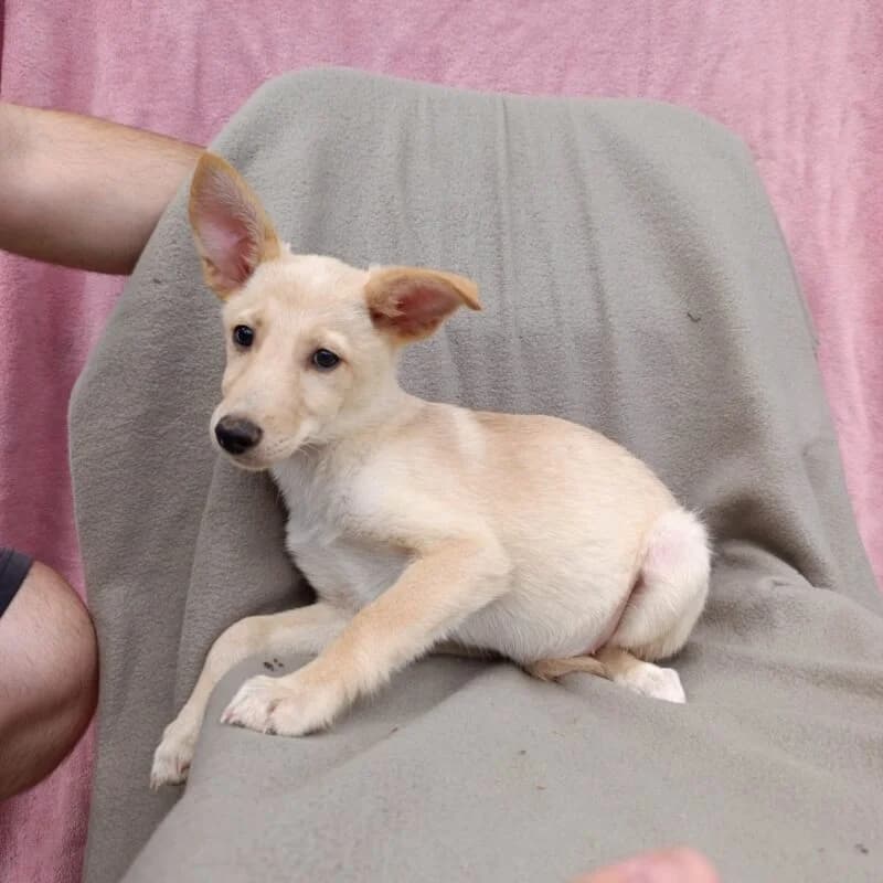 Anne, female Mixed Breed for adoption at Ankerhunde e.V., Novi Grad