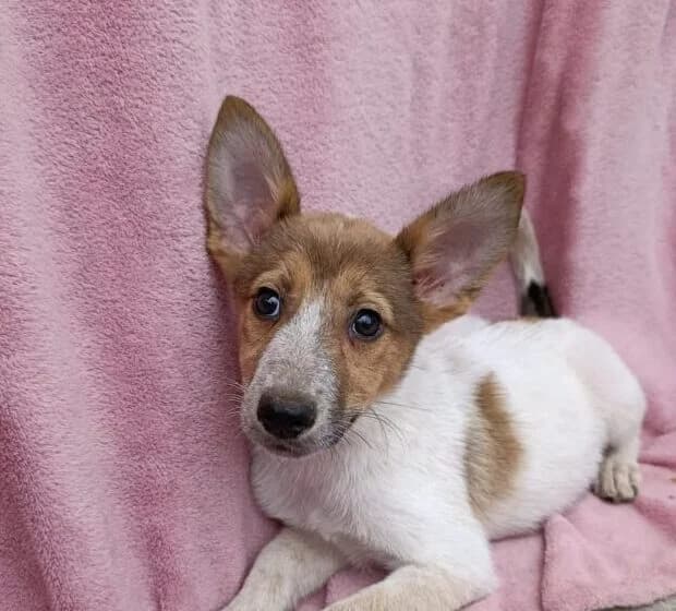 Amalia, Mixed Breed (Ankerhunde e.V.)