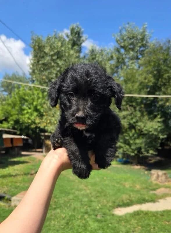 Hansi,  puppy Mixed Breed for adoption at Ankerhunde e.V., Novi Grad