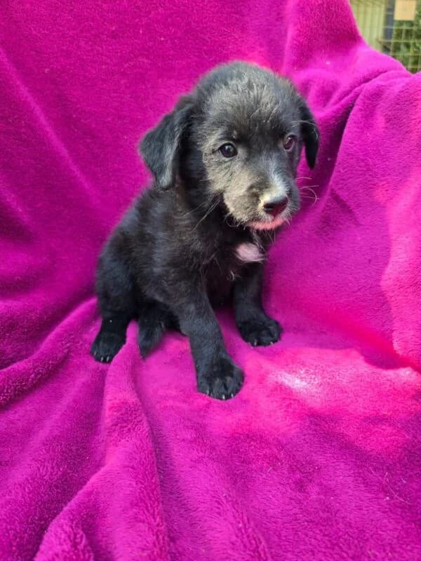 Richy, Mixed Breed (Ankerhunde e.V.)