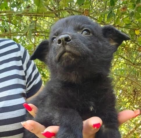 Sascha,  puppy Mixed Breed for adoption at Ankerhunde e.V., Novi Grad