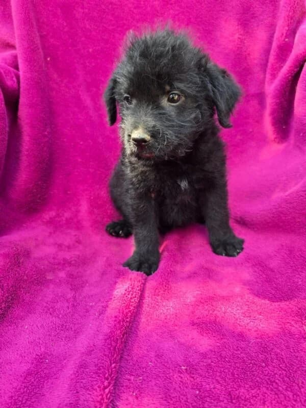 Resi, Mixed Breed (Ankerhunde e.V.)
