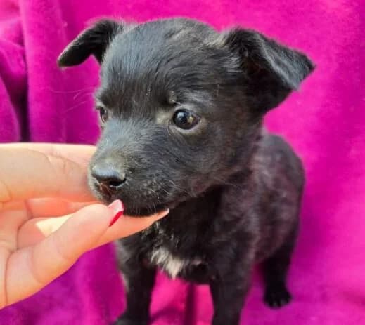 Susanna, Mixed Breed (Ankerhunde e.V.)