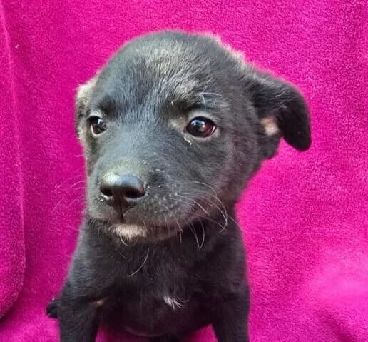Karin,  puppy Mixed Breed for adoption at Ankerhunde e.V., Novi Grad