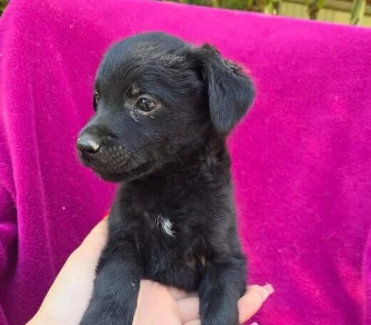 Ennie,  puppy Mixed Breed for adoption at Ankerhunde e.V., Novi Grad