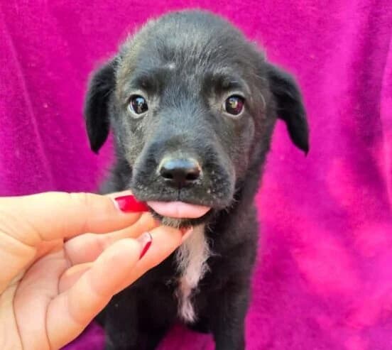 Lotta,  puppy Mixed Breed for adoption at Ankerhunde e.V., Novi Grad