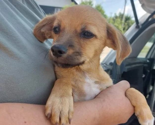 Balu,  puppy Mixed Breed for adoption at Ankerhunde e.V., Novi Grad