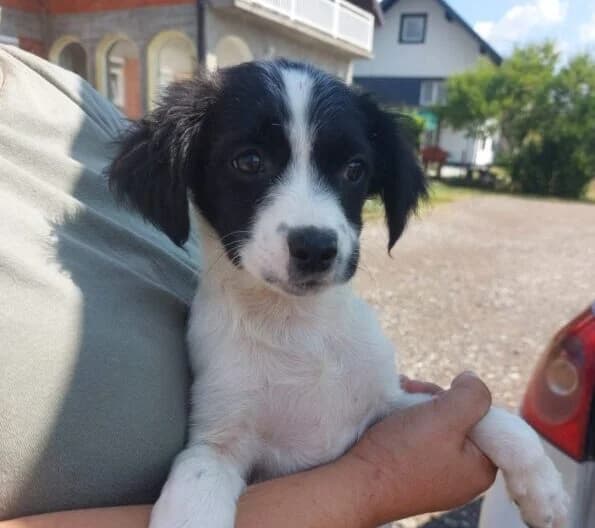 Cleo,  puppy Mixed Breed for adoption at Ankerhunde e.V., Novi Grad