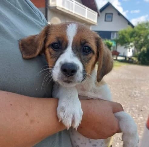 Paula,  puppy Mixed Breed for adoption at Ankerhunde e.V., Novi Grad