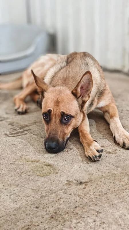 Kimba,  young Mixed Breed for adoption at Ankerhunde e.V., Novi Grad