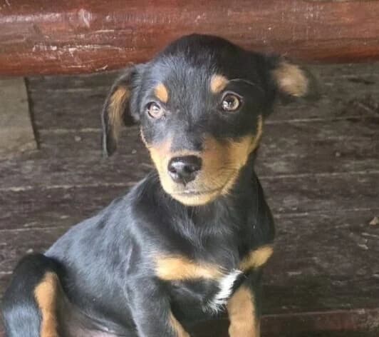 Nemo,  puppy Mixed Breed for adoption at Ankerhunde e.V., Novi Grad