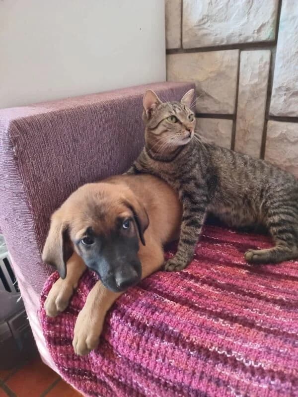 Capper,  puppy Mixed Breed for adoption at Ankerhunde e.V., Novi Grad
