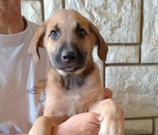 Louis,  puppy Mixed Breed for adoption at Ankerhunde e.V., Novi Grad