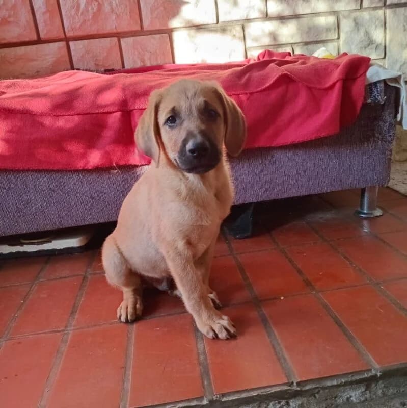 Elmo, Mixed Breed (Ankerhunde e.V.)