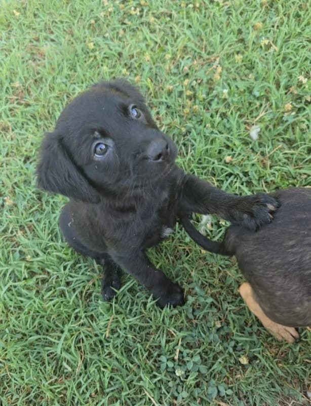 Bam Bam, Mixed Breed (Ankerhunde e.V.)
