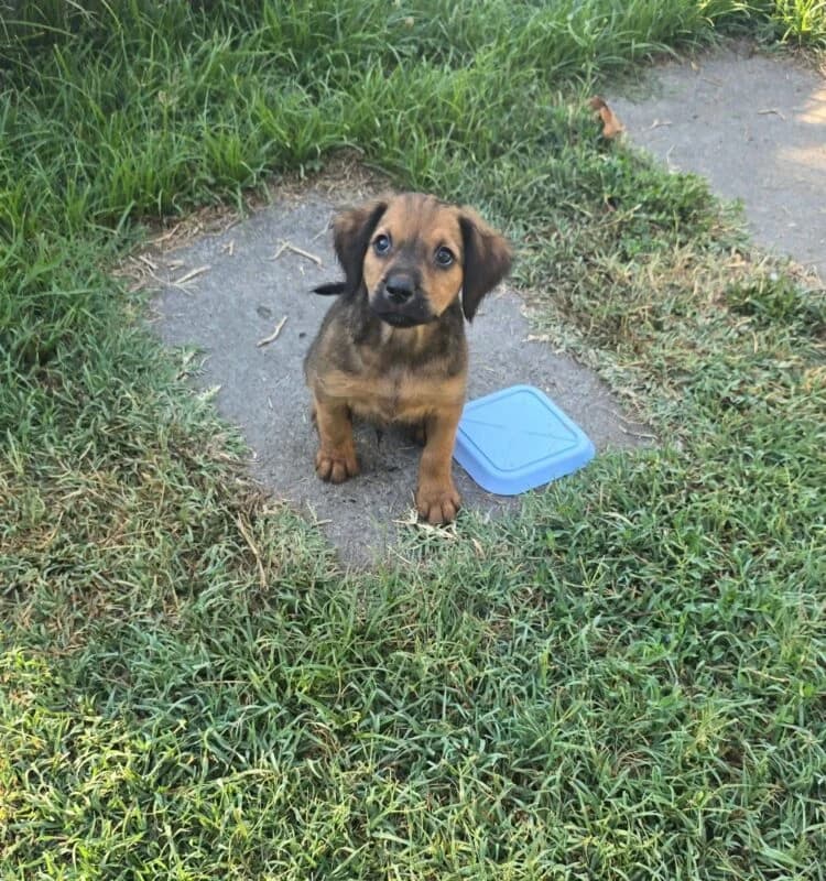 Snoopy, male puppy Mixed Breed for adoption at Ankerhunde e.V., Novi Grad