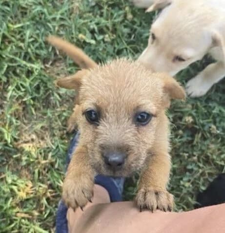 Elina, Mixed Breed (Ankerhunde e.V.)