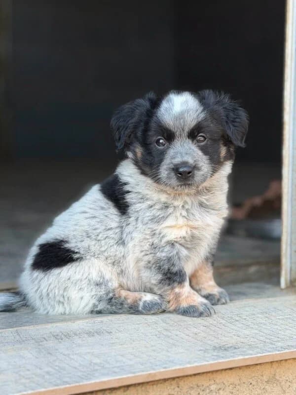 Caro, Mixed Breed (Ankerhunde e.V.)