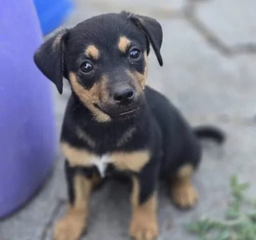 Ronny, Mixed Breed (Ankerhunde e.V.)