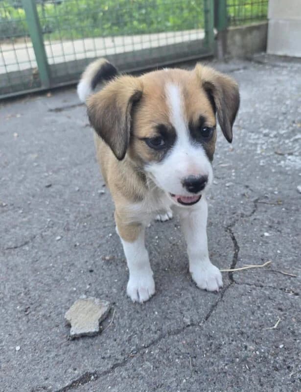 Lotta, Mixed Breed (Ankerhunde e.V.)