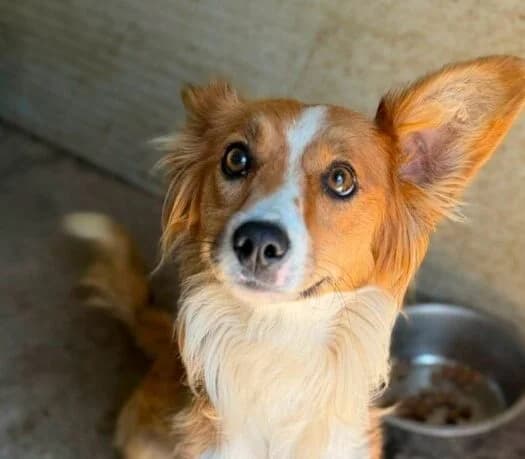Gitti, female Mixed Breed for adoption at Ankerhunde e.V., Novi Grad
