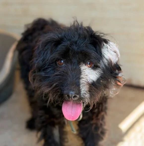 Samson, Mixed Breed (Ankerhunde e.V.)
