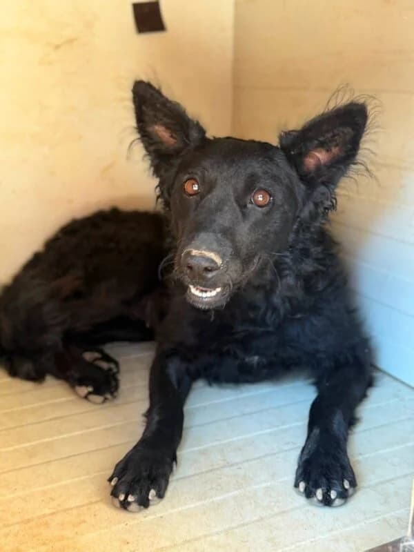 Blacky,  young Mixed Breed for adoption at Ankerhunde e.V., Novi Grad