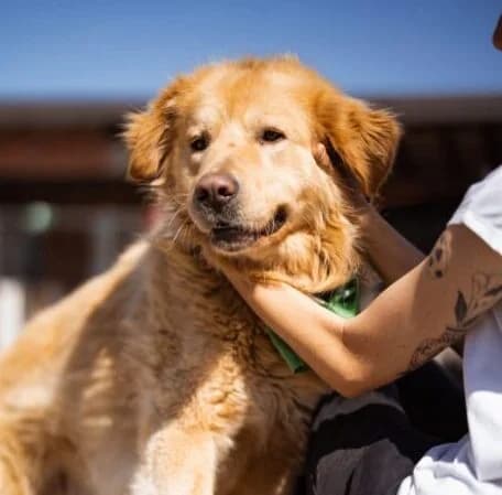 Medo, golden male 5yo Mixed Breed for adoption at Ankerhunde e.V., Novi Grad